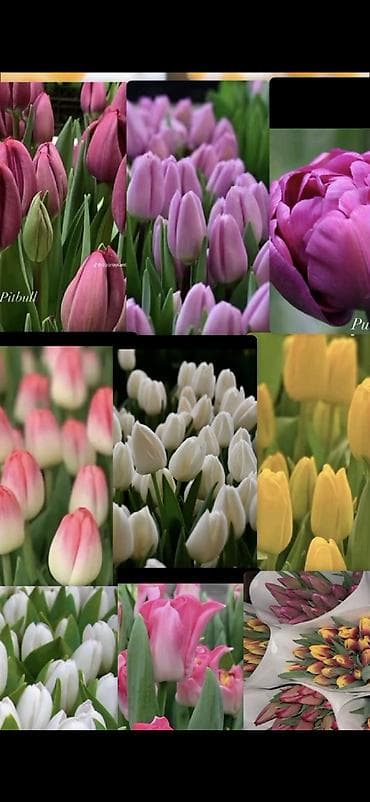 Тюльпаны цветы собственного производства.Голланские ЛУКОВИЦЫ -