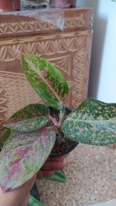 декорации для аквариума: Фикус, бугенвелии, аглаонемы, калатеи, Сансивьера, диффенбахия — 8