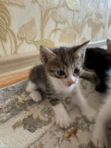 продам домик для кошки: Отдам в хорошие руки котят❗️ — 6