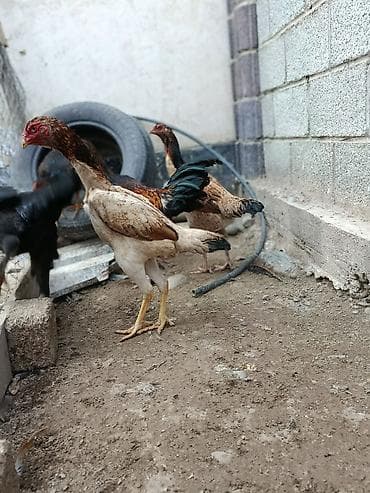 продаю курица: Продаю | Куры | На забой, Несушки, Для боев — 5