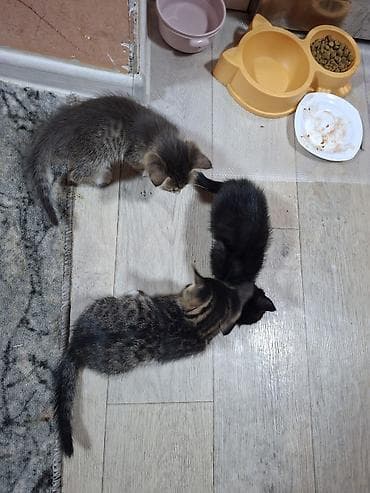 маленький кошки: Отдам даром! Могу привезти. Котята от домашней кошки. Все мальчики, 3 — 2