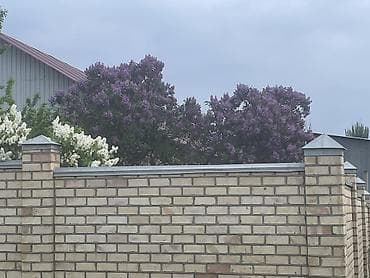 Калированый