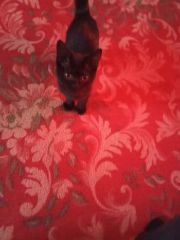 продажа домашних животных: Черный котёнок - Окрас: полностью чёрный, короткая гладкая шерсть с — 2