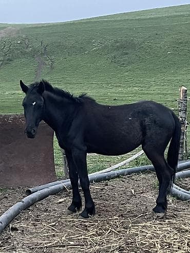 конь рабочий: Продаю | Кобыла (самка), Конь (самец), Жеребец | Полукровка | Для разведения — 3