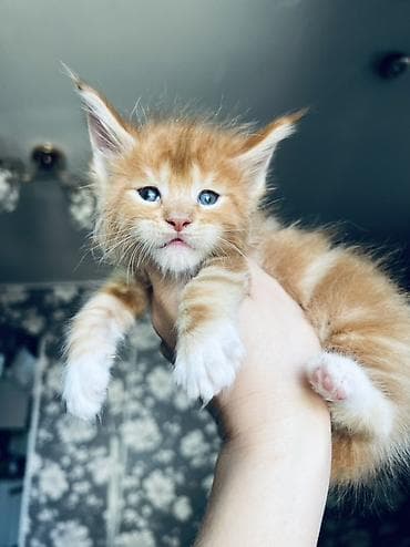 🐾 Продаются котята породы мейн-кун 🐾 Крупные, ласковые и очень — 8