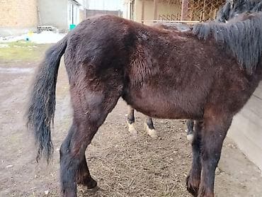 собаки каракол: Сатам | Тай | Көбөйтүү үчүн | Асыл тукумдуу — 5