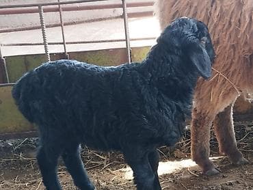 катумские овцы: Продаю | Ягненок | Для разведения — 1