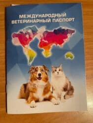 домик для кошек: Скотиш Страйт (Шотландская прямоухая), 2 месяца, Мальчик, Приучена к лотку, Проглистована, С документами — 8
