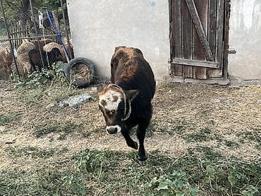 голова корова: Продаю | Корова (самка) | Привязанные — 4
