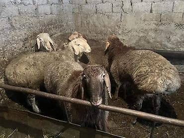 Продаю | Баран (самец) | Арашан | На забой, Для разведения | Племенные, Осеменитель