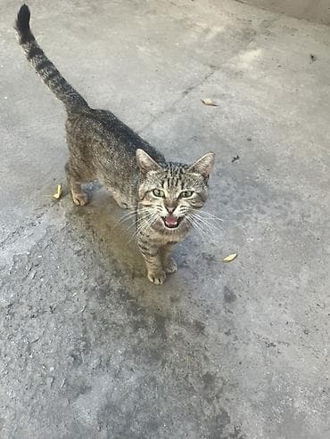 🐾 Отдам котят в добрые и заботливые руки! 🏡❤️ Очаровательные котята — 2