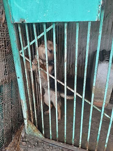 обстрел собак: Отдам в хорошие руки Немецкая овчарка очень хорошо охраняет дом — 6