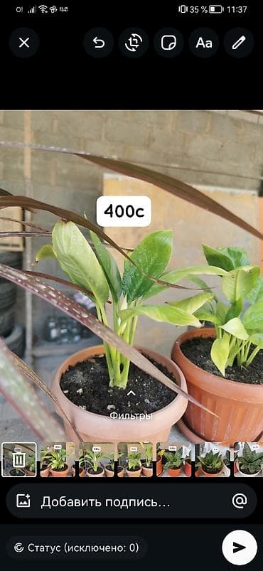 офисные растения: Комнатные и уличные растения в горшках. гулдор сатылат Баасы келишим — 7