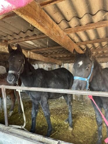 сколько стоит сиамская кошка в сомах: Продаю | Жеребенок | Для разведения | Племенные — 2