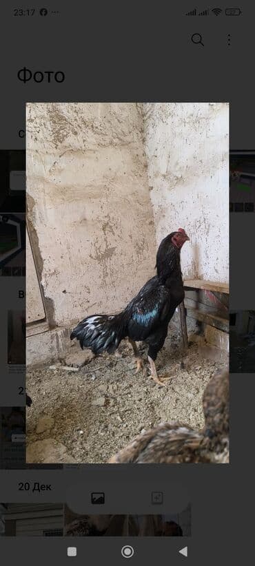 петух адлер: Продаю | Петух | Бойцовая | Для разведения — 3