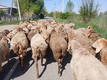 черные коты: Продаю | Овца (самка) | Арашан | На забой, Для разведения — 2