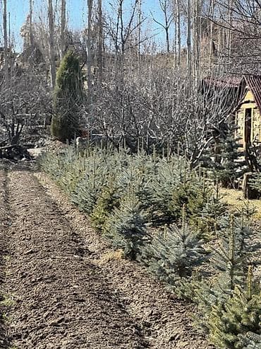 садовая пила: Саженцы деревьев: Ели, Самовывоз — 3