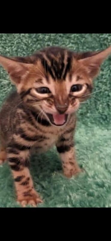 сколько стоит котенок британской золотой шиншиллы: Друзья. !!!.в питомнике Бен Гла Мур. долгожданные новые детки — 14