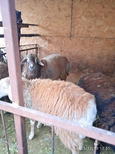 зоомагазин бишкек птицы: Продаю | Баран (самец) — 4