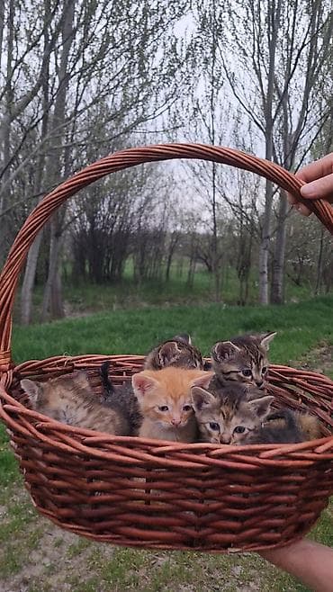 кошка кот: Отдам котят в добрые руки. три девочки : тигровая полоска черная с — 7