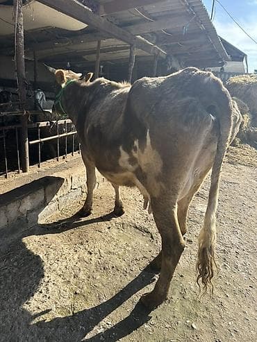 Продаю | Корова (самка) | Полукровка | Для молока