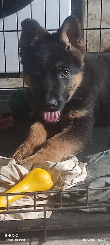 Немецкая овчарка, 3 месяца, Самка, С прививкой, С родословной