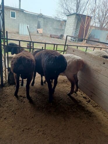 где можно купить кошку в бишкеке: Продаю | Ягненок, Баран (самец) | Арашан | На забой, Для разведения, Для шерсти | Племенные, Осеменитель — 6