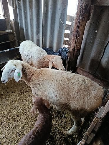 Баран, овца: Продаю | Овца (самка) | Полукровка | Для разведения | Матка — 2