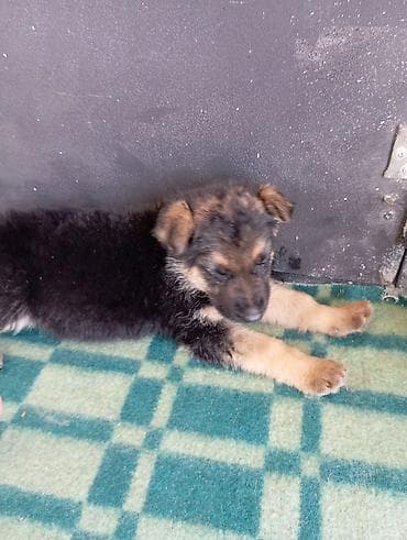 продаю щенков немецкой овчарки: Щенок авчарки 1,5 месяца сука — 2