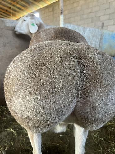 бройлер яйцо: Продаю | Баран (самец) | Для разведения | Племенные — 4