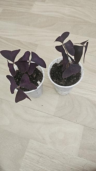 продаю дуб: Кислица
Оксалис 
oxalis 
🦋 
бабочка — 1