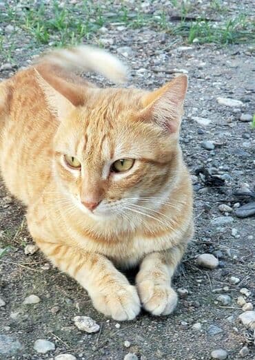 продаю кошек: Рыжий кот с полосатым рисунком шерсти и янтарными глазами. Кот имеет — 1