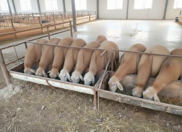 домик для кроликов: Продаю | Баран (самец) | Арашан | Для разведения | Племенные — 1