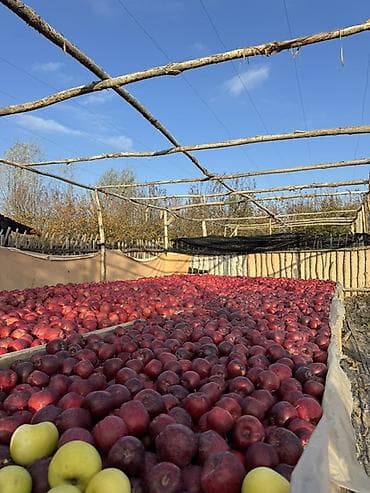 оптом светы: Яблоки Оптом — 4