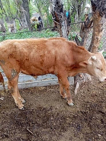 Үй жаныбарлары: Сатам | Бука (эркек) | Бордоп семиртүү үчүн — 8