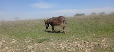ротвейлер бишкек: Эшектер сатылат боз кодиги ургачы мингенге жарайт үйрөтүлгөн енеси боз — 2