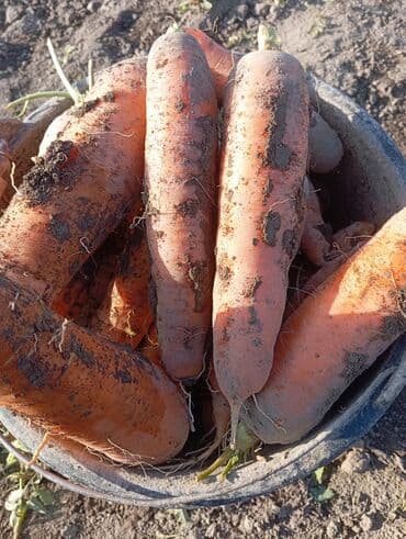 купить собаку шпица недорого: Марков савиз свежий сочный вкусный для скота в мешках в любом — 4
