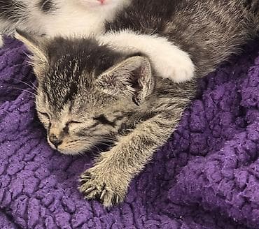 сетка для кошки: Кошка даром: Беспородная, 1 месяц, Девочка, Приучена к лотку — 1