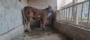 Грызуны: Продаю | Бык (самец), Тёлка | Полукровка | На откорм | Привязанные — 1