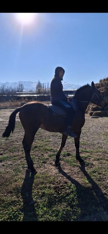 продажа арабских лошадей: Продаю | Жеребец | Полукровка | Для разведения, Рабочий, Конный спорт — 3