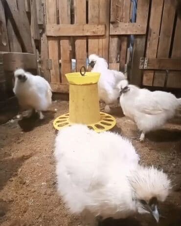 продажа кур несушек в бишкеке: Продам шелки — 2