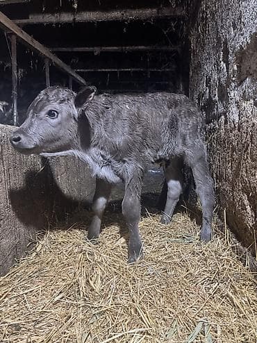 Аквариумы: Продаю | Музоо, торпок | Полукровка | На откорм — 3