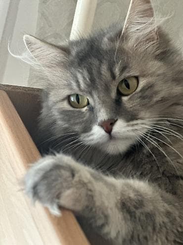 леопардовая кошка: Кошки возраст 1 год стерилизованы привиты обработаны от паразитов — 4