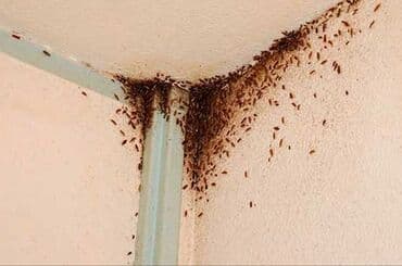 канализации: Дезинфекция, дезинсекция, | Тараканы, | Офисы, Квартиры, Дома — 3