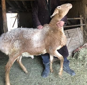 Айыл-чарба жаныбарлары: Сатам | Кочкор (эркек), Ургаачы кой (ургаачы), Козу | Арашан | Союуга — 1