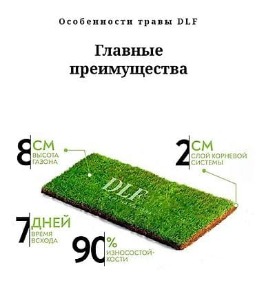 Газон: Семена газона DLF sport hot - специальный сорт газонной травы для — 5