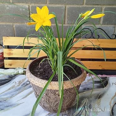 доня май: Продаётся цветущий лилейник с декоративным горшком ручной работы — 1