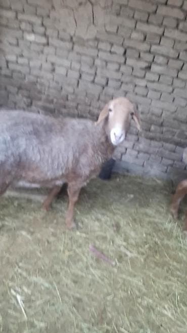 голубь цена: Продаю | Овца (самка) | Арашан | Для разведения — 7