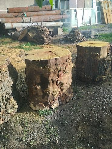 цена леса за куб: Пни-спилы из массивного дерева - Крупные заготовки из цельного — 3