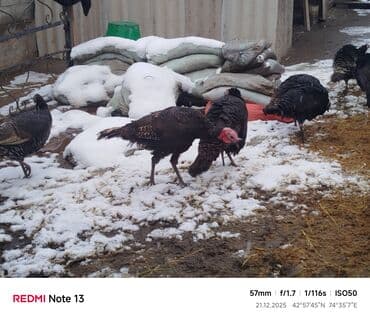 Собаки: Продаю | Индюк (самец) | Полукровка | Для разведения | Племенные — 6